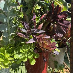 Beautiful Plant 🪴 