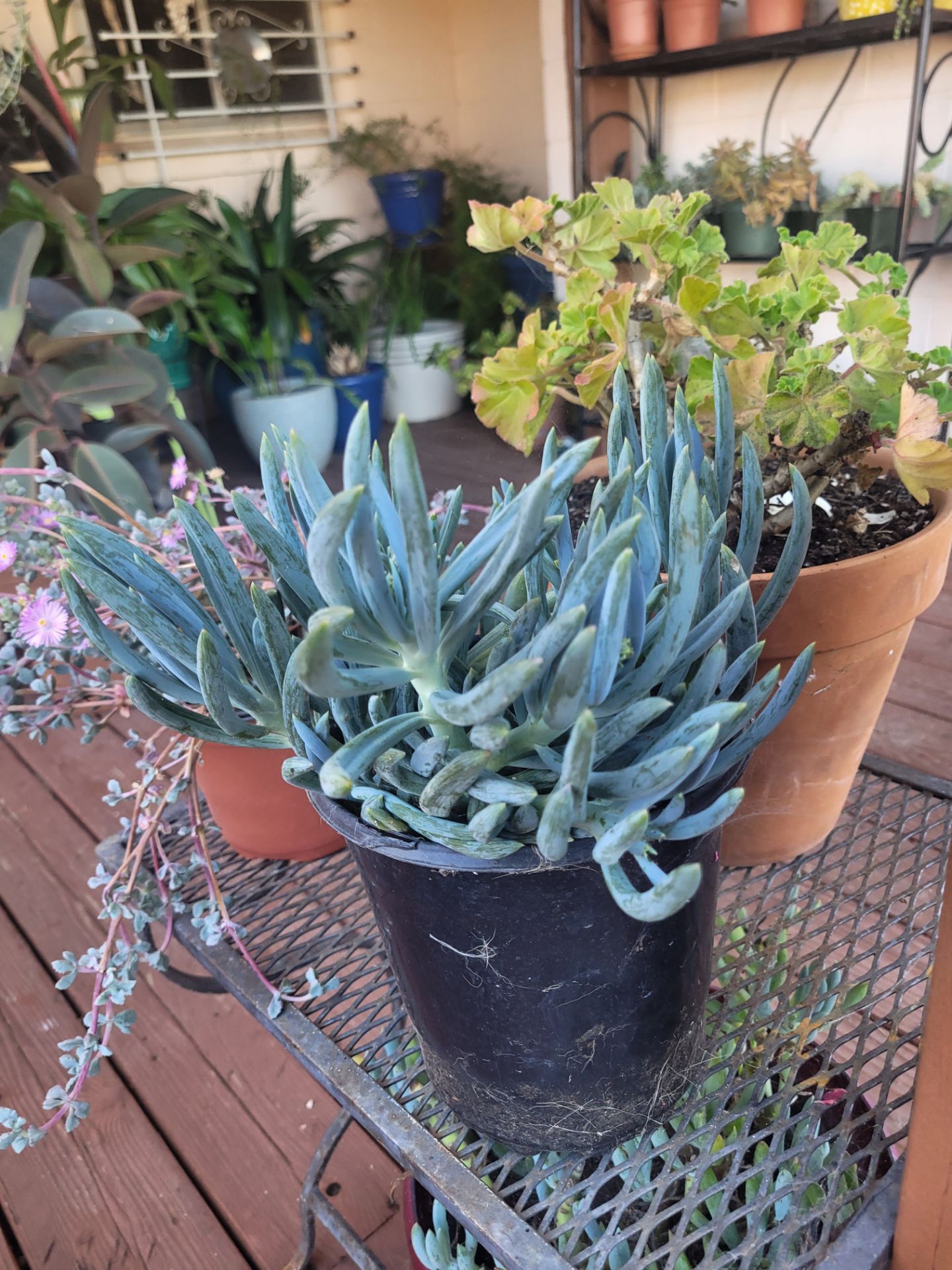 Blue Chalkstick plants
