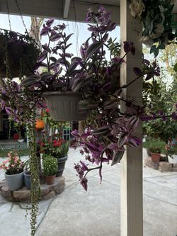 Planta de colgadera