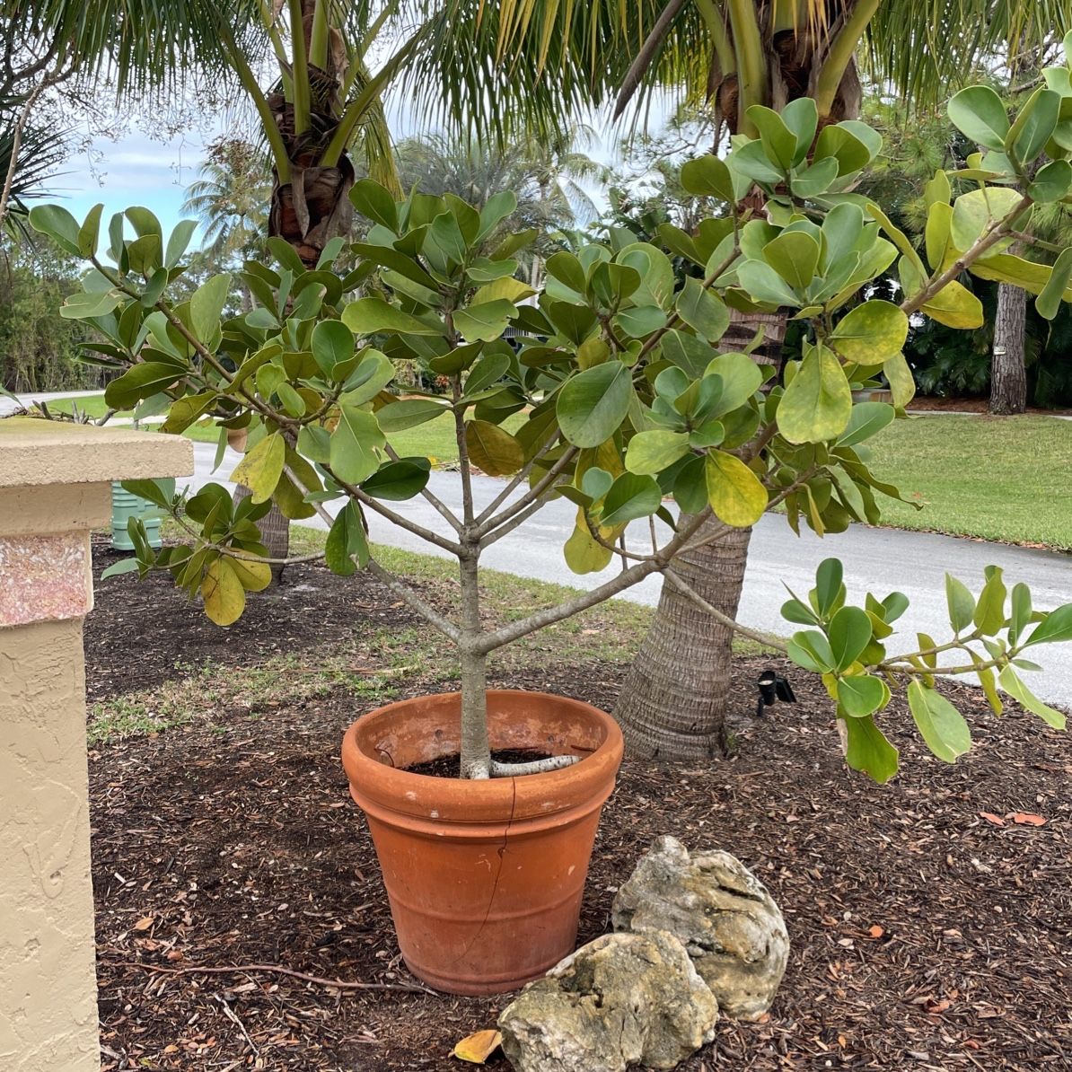 Colusia Rosea/Pitch apple Tree for Sale in Jupiter, FL - OfferUp