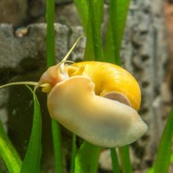 Decorating Golden Apple Snail For Fish Tank