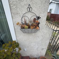Succulent Hanging Garden 