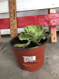 Medium Succulent Echeverria plant.