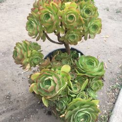 Aeoniums