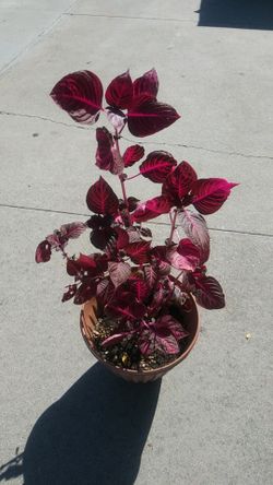 Planta de sombra