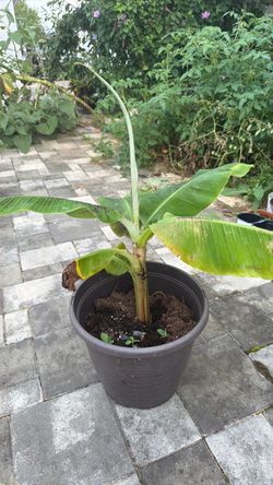 Indoor banana