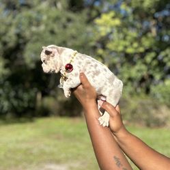 French Bulldog 