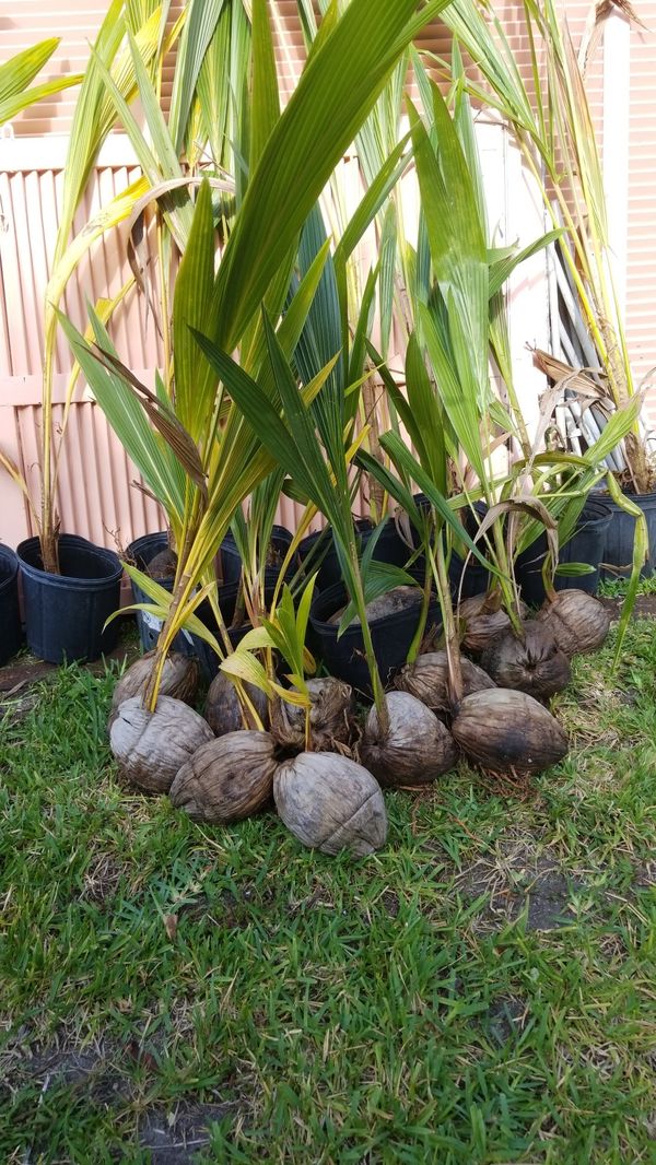 Coconut Trees for Sale in Miami, FL OfferUp