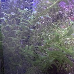 Aquatic Plants
