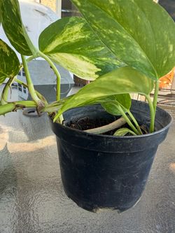 Golden Pothos