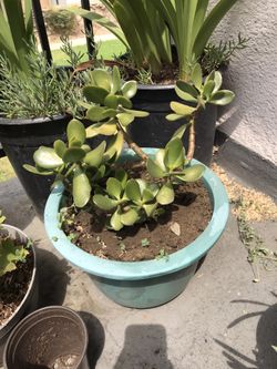 Plant