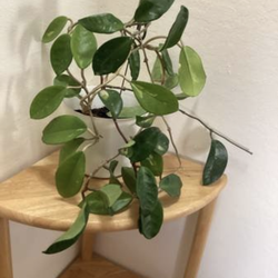 Hoya Live Plant