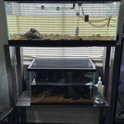 20 Gallon Long Tank With Stand, Filter, Heater 