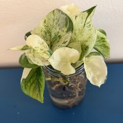 Manjula Pothos - Rooted Starters!