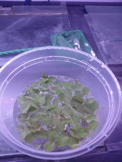 Salvinia floating plants