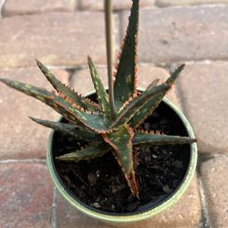 Succulent Plant 🪴 