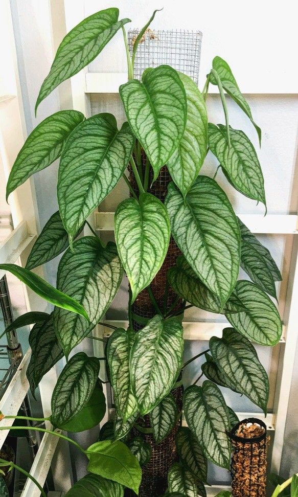 Rare Aroid Monstera Siltepecana El Salvador Plant / Indoor Plant/ House Plant/ Flower Patio Garden