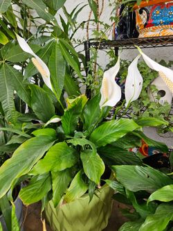 Lily of peace now with flowers indoor or partial shade easy to care for large  $25 medium $20