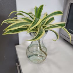 $7 dracaena reflexa natural plant 🪴 