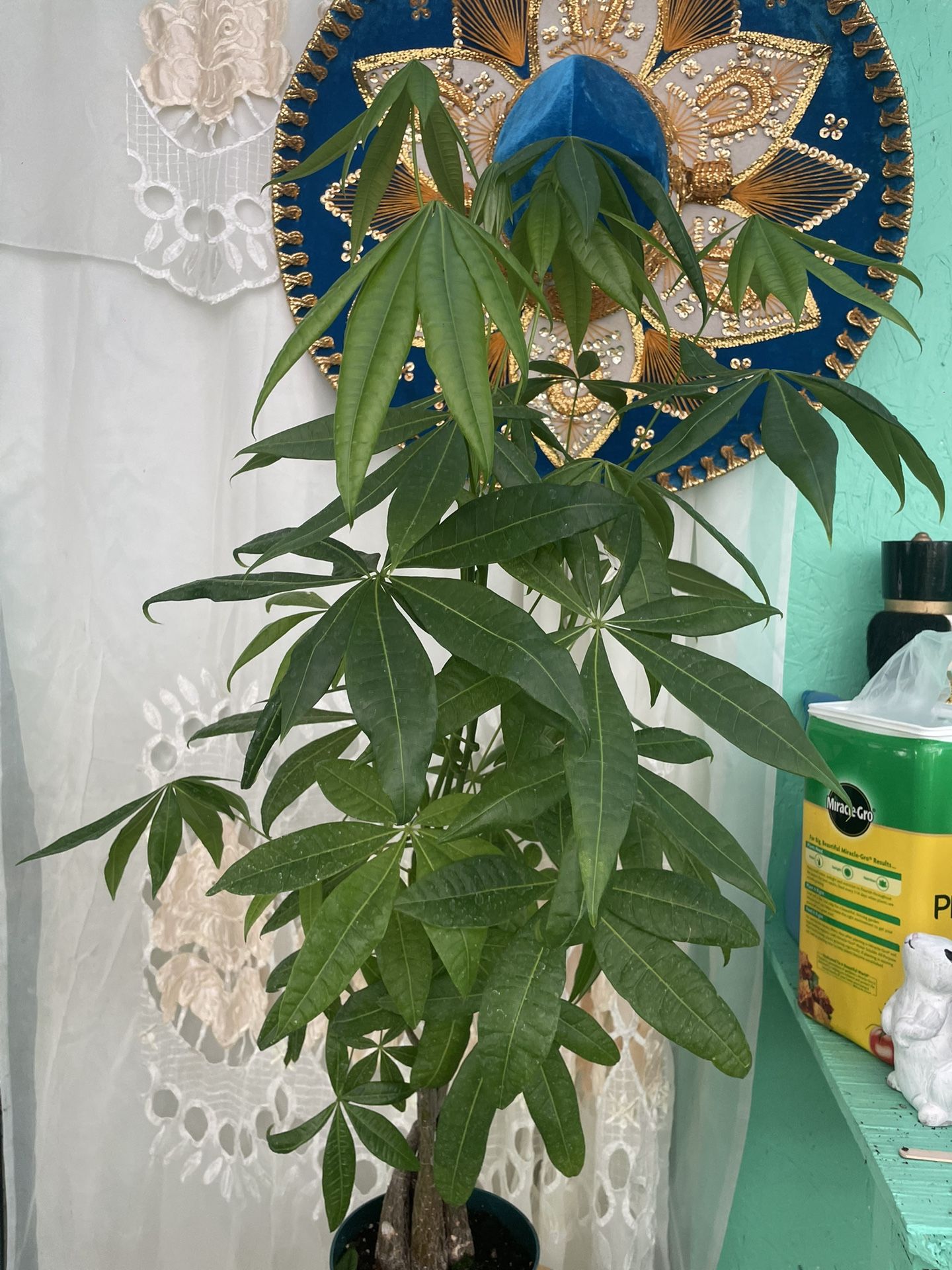 Huge Money Tree