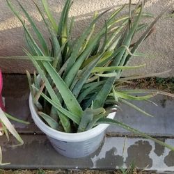 Large Aloe Plant Sprout 