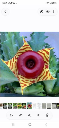 Lifesaver Cactus No thorns!  Houseplant succulent