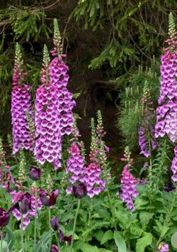 Foxglove plants