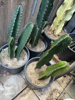 Euphorbia Candelabra tree $50 each Poted plant