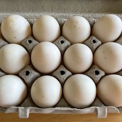 Duck Eggs 