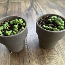 String Of Pearls Plant Real