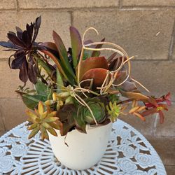 Decoration Suculent Plant mixed