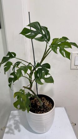 Mini Monstera