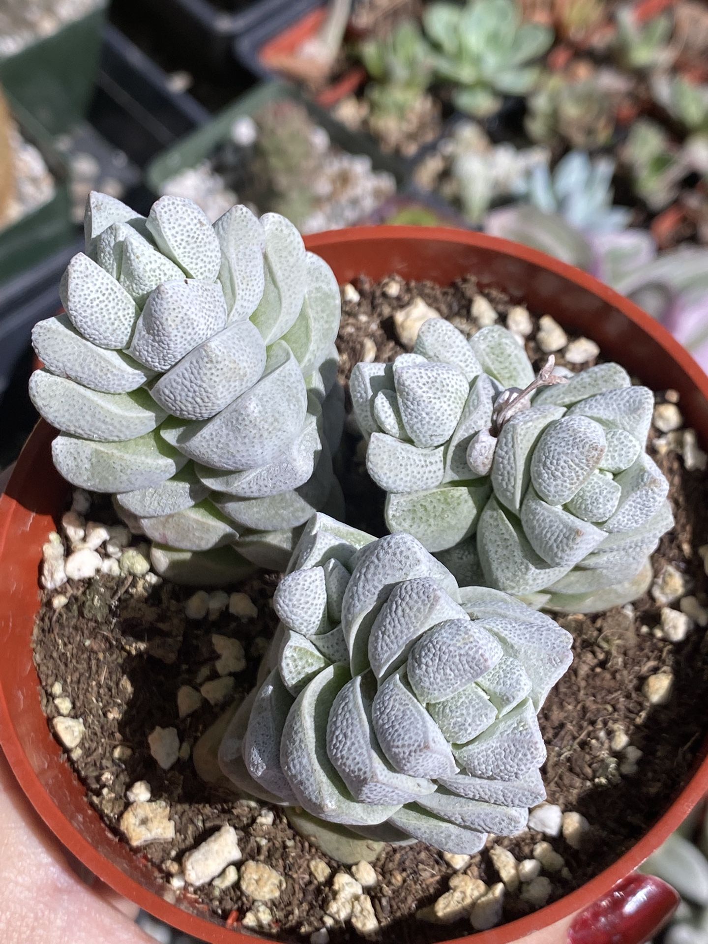 Crassula Deceptor