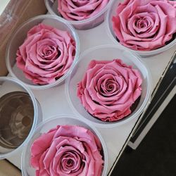 Pink Forever Roses Pink (5)