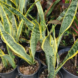 Lengua De Suegra 1gallon Planta 