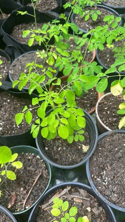 Live Moringa Seedling Plant in Pot