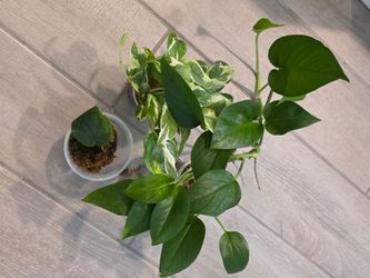 Pothos varieties bundle rooted cuttings