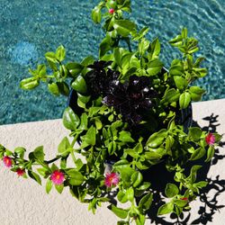 $9  Each Potted w/ Multiple Flowers And Plants 