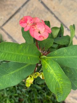 Corona de Cristo planta grande flor jumbo  en New Caney 77357 $30