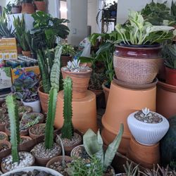 4/17/21 - Bring Your Abuelita, Because I Want to Meet Ya - Family Plant & Planter Sale