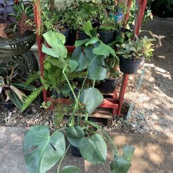 Monstera Deliciosa Plant Big 