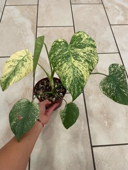 Monstera mint full plant