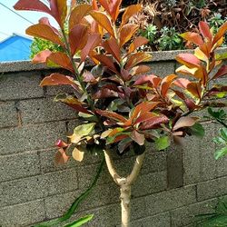 #6 Exotic African Milk Bush.  It's  Multi color leaves making it a beautiful indoor plant. 7feet tall 5gal