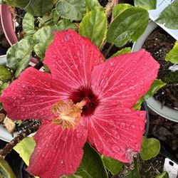 Hibiscus and Orchid Plants For Sale
