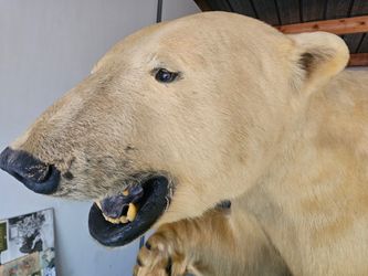 Polar bear pre ban 1972 taxidermy