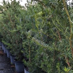 Podocarpus Over 6 Feet  Tall Instant Privacy Hedge Full Green Fertilize Wide Ready For Planting Same Day Transportation