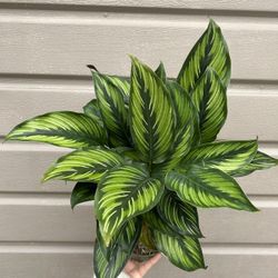 6” Calathea Beauty Star