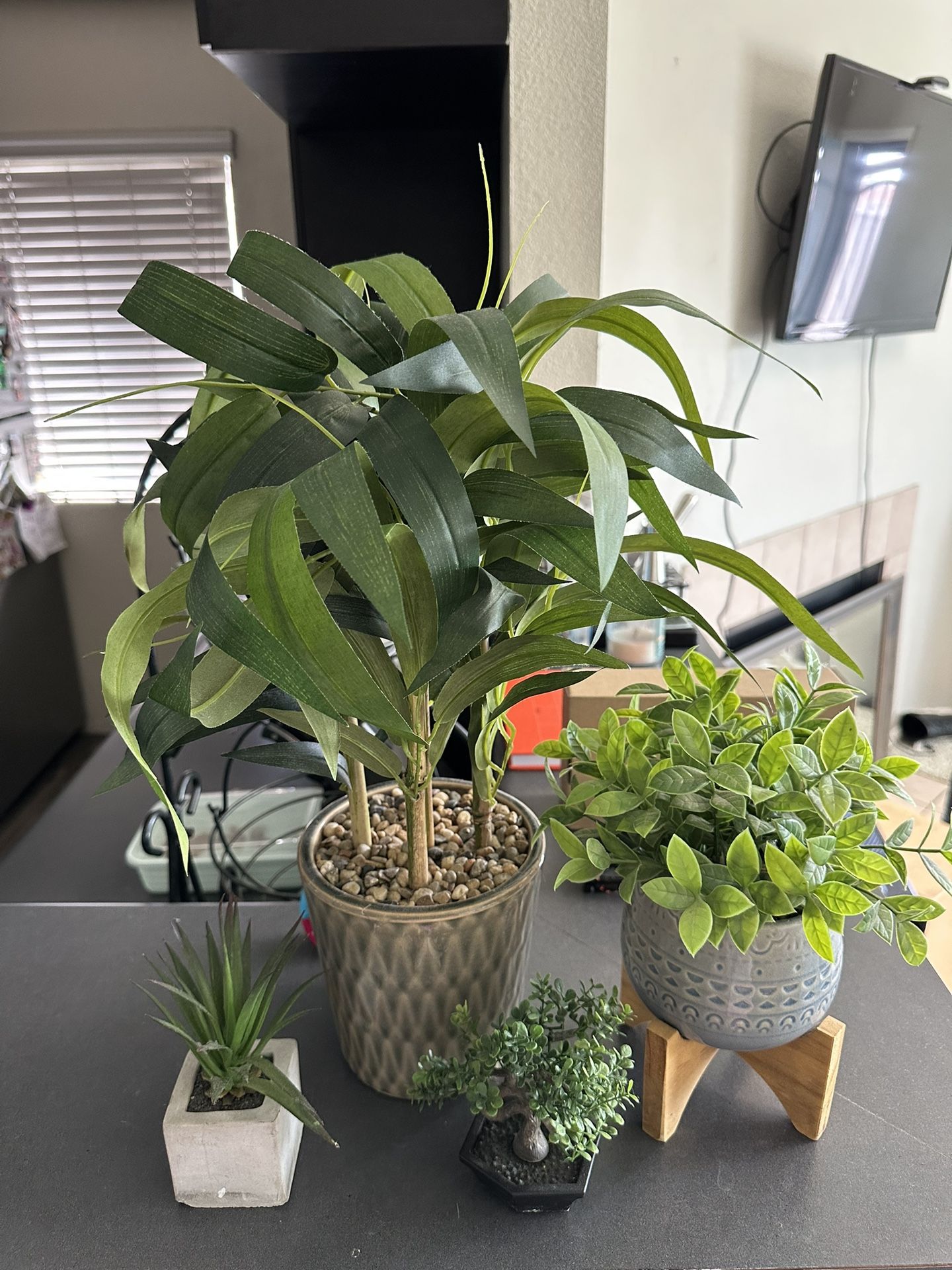 Plants