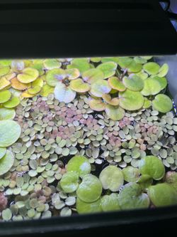 Floating plants