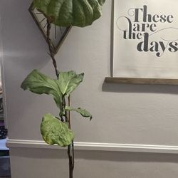 Fig Tree
